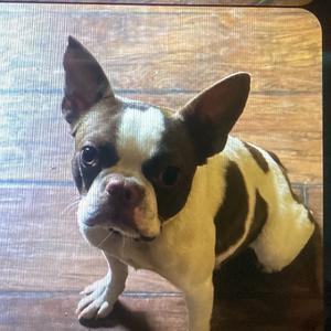 Bunny, Terrier, Boston, adult, available for adoption