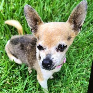 JoJo, Chihuahua, senior, available for adoption