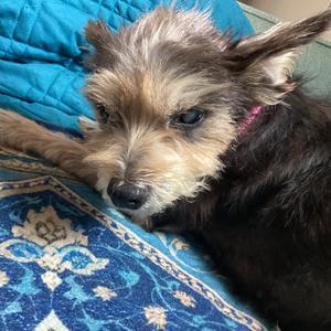 Bailey, Schnauzer, Miniature, senior, available for adoption