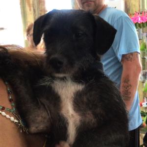 Bonjovie, Terrier, adult, available for adoption