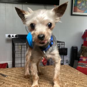 Theodore, Terrier, Yorkshire, Yorkie, adult, available for adoption