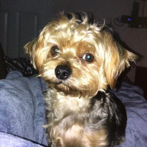 Chance, Terrier, Yorkshire, Yorkie, senior, available for adoption