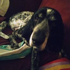 Mr Pickles, Coonhound, Bluetick, adult, available for adoption