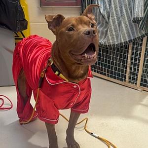 Clancy, Pit Bull Terrier Mix, adult, available for adoption
