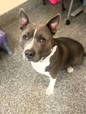 A brown and white dog with perked ears and a black collar, sitting on a carpeted floor.