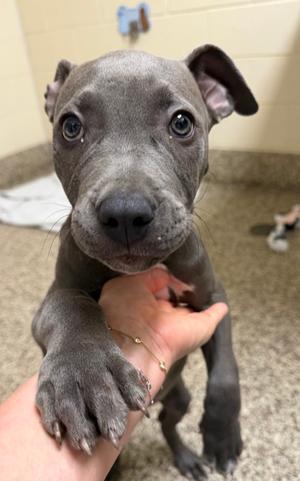 Zane, American Pit Bull Terrier Mix, puppy, available for adoption