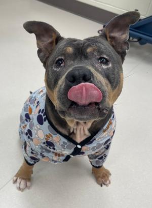 Precious, Bully American  - Standard Mix, adult, available for adoption