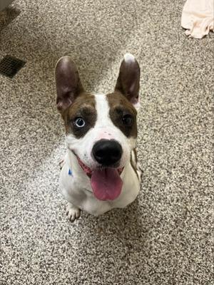 A brown and white dog with a black nose and blue eyes is sitting on a carpeted floor, looking up with its tongue out.