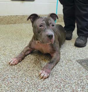 Lucille, Pit Bull Terrier Mix, adult, available for adoption