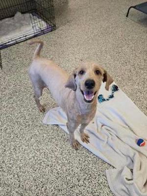 A light-colored dog standing on a towel with its mouth open, looking happy.