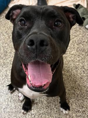 Hershey, American Pit Bull Terrier Mix, adult, available for adoption