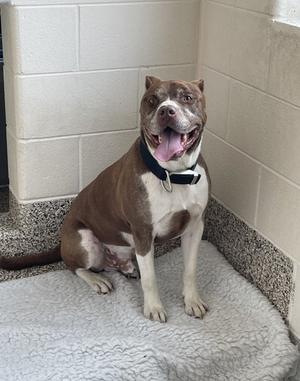 A brown and white dog with a black collar sitting on a gray blanket in a tiled room.