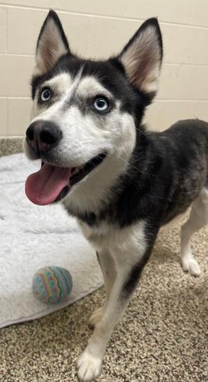 Pepper, Siberian Husky Mix, young, available for adoption
