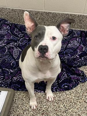 Sza Sza, Pit Bull Terrier Mix, adult, available for adoption