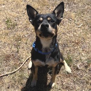 Marvin, Kelpie, Australian, adult, available for adoption