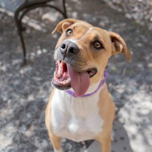 Poppy, Retriever, Yellow Labrador, adult, available for adoption