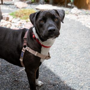 Meeko, Retriever, Black Labrador, adult, available for adoption