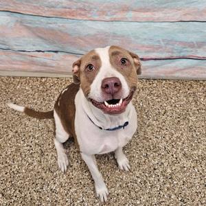 Bean, Terrier, Pit Bull, adult, available for adoption