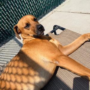 Cowboy, Mountain Cur, adult, available for adoption