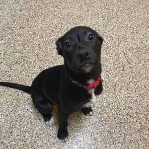 Tutti Frutti, Retriever, Labrador, young, available for adoption