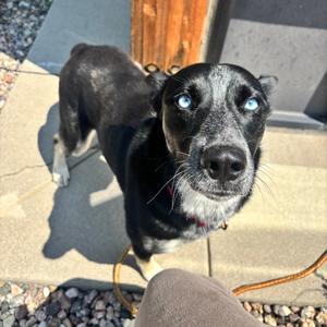 Kyra, Husky, adult, available for adoption