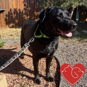 Presley, Retriever, Black Labrador, adult, available for adoption
