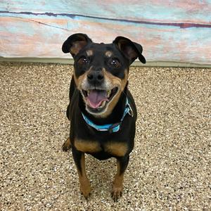 Luke, Chihuahua, Short Coat, senior, available for adoption