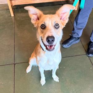 Lux, Mixed Breed (Medium), adult, available for adoption