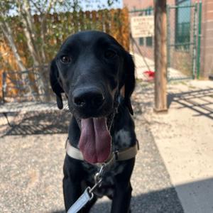Louie, Retriever, Black Labrador, adult, available for adoption