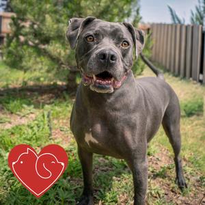 Zazu, Mastiff, Cane Corso, adult, available for adoption