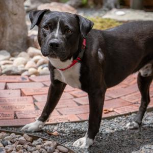 Trigger, Terrier, American Staffordshire, adult, available for adoption