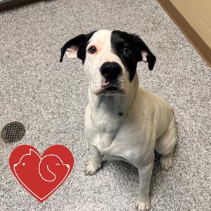 Hank, Mixed Breed (Medium), adult, available for adoption