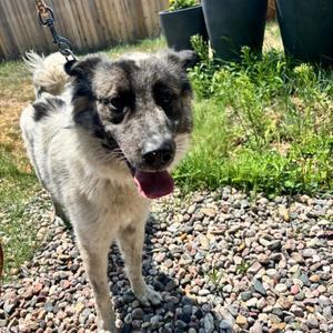 Dude, Mixed Breed (Large), adult, available for adoption