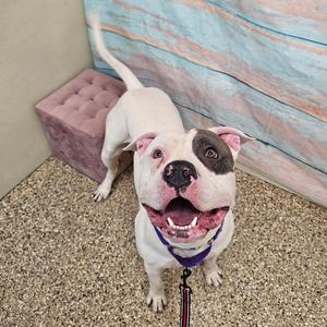 Frank, Terrier, Pit Bull, adult, available for adoption