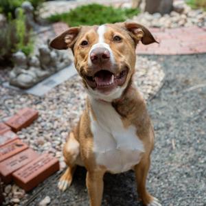 Bo, Terrier, Pit Bull, adult, available for adoption