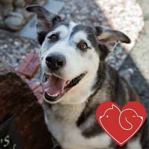 Sky, Husky, senior, available for adoption