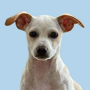A white dog with large ears and dark eyes against a light blue background.