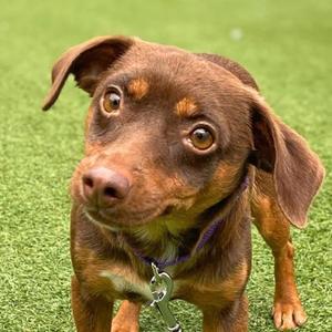 Carlita, Chihuahua - Smooth Coated Mix, young, available for adoption