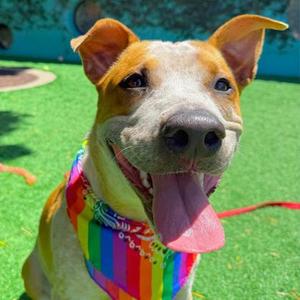 Howdy, Australian Cattle Dog Mix, young, available for adoption