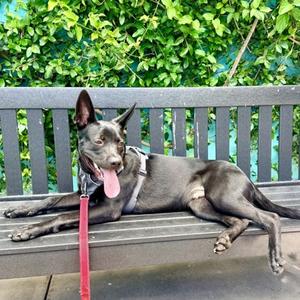 Little Biscuit, German Shepherd Dog Mix, young, available for adoption