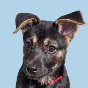A close-up of a black and tan puppy with large ears and a red collar, looking directly at the camera against a light blue background.