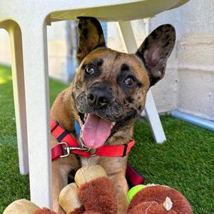 Stripe, German Shepherd Dog Mix, young, available for adoption
