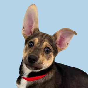 A small dog with large ears and a red collar
