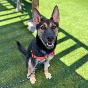 Linex, German Shepherd Dog Mix, young, available for adoption