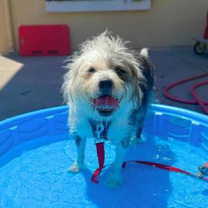 Harrison, Terrier Mix, adult, available for adoption