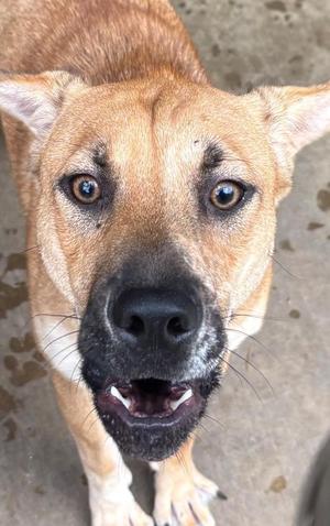 ECLAIR, Shar-Pei / Australian Shepherd, puppy, available for adoption