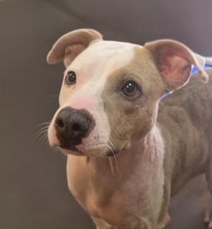 A close-up of a dog with a light-colored coat and a blue collar.