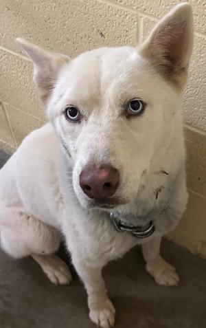 BELLA GRACE, Husky, senior, available for adoption