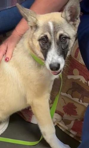 Athena, German Shepherd Dog / Anatolian Shepherd, puppy, available for adoption