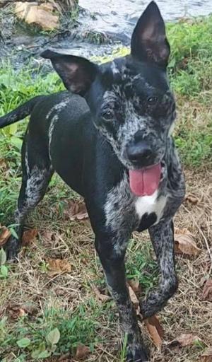 A black and white spotted dog with a pink tongue sticking out, standing on grass.
